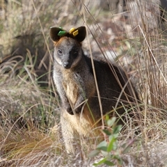 Wallabia bicolor (Swamp Wallaby) at Throsby, ACT - 3 Jul 2025 by TimL