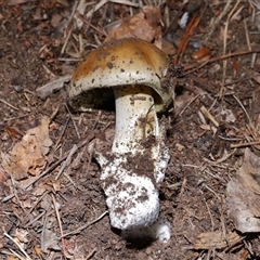 Amanita phalloides at Yarralumla, ACT - Yesterday by TimL