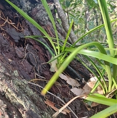 Cymbidium suave (Snake Orchid) at Pretty Beach, NSW - 5 Jul 2025 by LyndalT