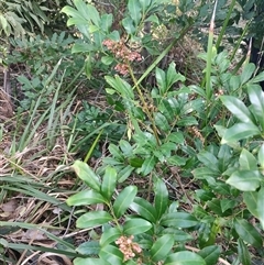 Synoum glandulosum (Scentless Rosewood) at Kioloa, NSW - 5 Jul 2025 by LyndalT