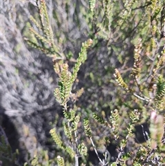 Baeckea imbricata (Coastal Baeckea, Heath Myrtle) at Pretty Beach, NSW - 5 Jul 2025 by LyndalT