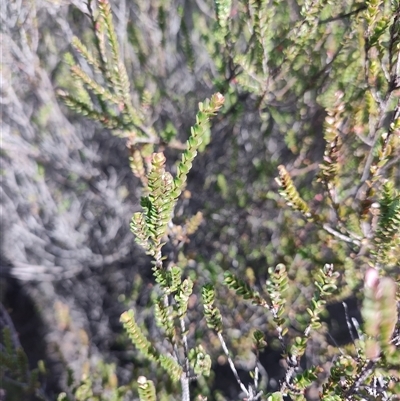 Baeckea imbricata (Coastal Baeckea, Heath Myrtle) at Pretty Beach, NSW - 5 Jul 2025 by LyndalT