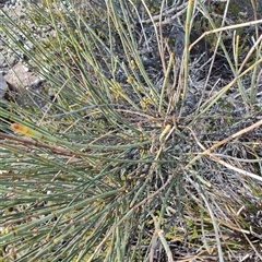 Allocasuarina verticillata (Drooping Sheoak) at Kioloa, NSW - 5 Jul 2025 by LyndalT