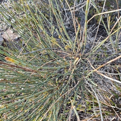 Allocasuarina verticillata (Drooping Sheoak) at Kioloa, NSW - 5 Jul 2025 by LyndalT