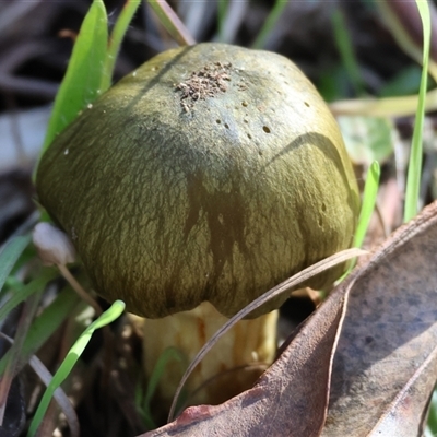 Unverified Fungus at Yackandandah, VIC - 5 Jul 2025 by KylieWaldon