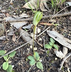 Pterostylis concinna at Bucketty, NSW - Yesterday by MartinPredavec