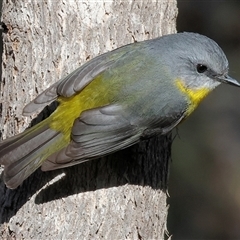 Eopsaltria australis by KylieWaldon