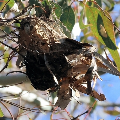 Cebysa leucotelus (Australian Bagmoth) at Wodonga, VIC - 30 Jun 2025 by KylieWaldon