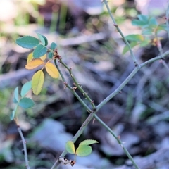 Rosa canina at Wodonga, VIC - 30 Jun 2025 by KylieWaldon