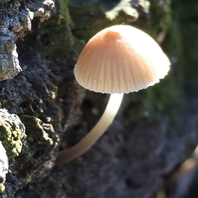 Unverified Fungus at Wodonga, VIC - 30 Jun 2025 by KylieWaldon