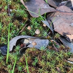Unverified Fungus at Wodonga, VIC - 30 Jun 2025 by KylieWaldon