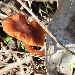 Unverified Fungus at Wodonga, VIC - 30 Jun 2025 by KylieWaldon