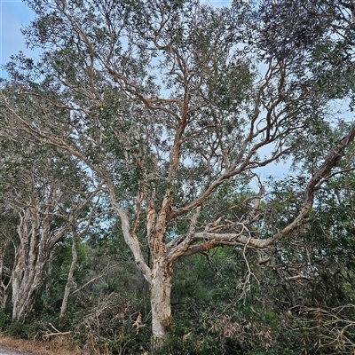 Unverified Other Tree at Evans Head, NSW - 6 Jul 2025 by MatthewFrawley