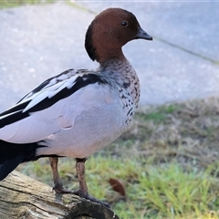 Chenonetta jubata (Australian Wood Duck) at West Wodonga, VIC - 4 Jul 2025 by KylieWaldon