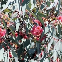 Eucalyptus leucoxylon (Yellow Gum) at West Wodonga, VIC - 4 Jul 2025 by KylieWaldon