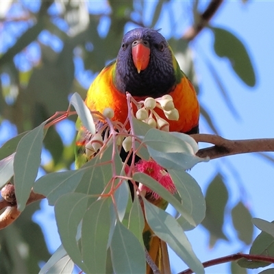 Trichoglossus moluccanus (Rainbow Lorikeet) at West Wodonga, VIC - 4 Jul 2025 by KylieWaldon