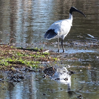 Threskiornis molucca (Australian White Ibis) at West Wodonga, VIC - 4 Jul 2025 by KylieWaldon