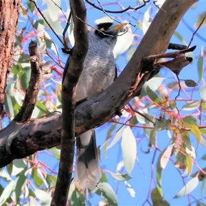 Manorina melanocephala by KylieWaldon