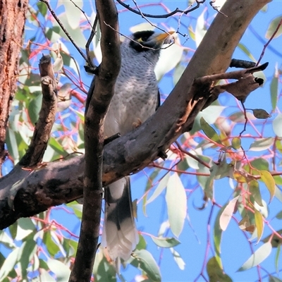 Manorina melanocephala by KylieWaldon
