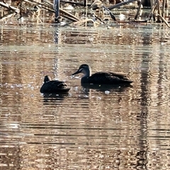 Anas superciliosa (Pacific Black Duck) at West Wodonga, VIC - 4 Jul 2025 by KylieWaldon
