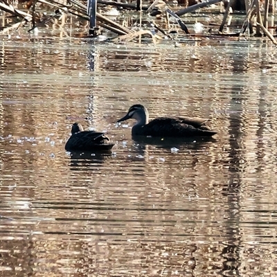 Anas superciliosa (Pacific Black Duck) at West Wodonga, VIC - 4 Jul 2025 by KylieWaldon