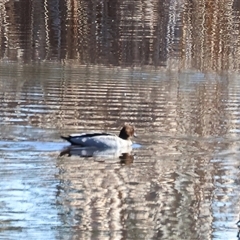 Chenonetta jubata (Australian Wood Duck) at West Wodonga, VIC - 4 Jul 2025 by KylieWaldon