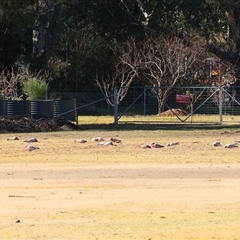 Eolophus roseicapilla (Galah) at West Wodonga, VIC - 4 Jul 2025 by KylieWaldon