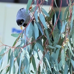 Manorina melanocephala at West Wodonga, VIC - 4 Jul 2025 by KylieWaldon