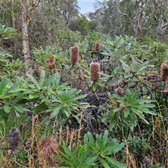 Banksia (genus) at Evans Head, NSW - Yesterday by MatthewFrawley