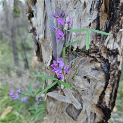 Glycine clandestina at Evans Head, NSW - 6 Jul 2025 by MatthewFrawley