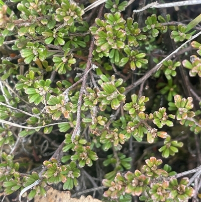 Pultenaea microphylla at Gundary, NSW - 5 Jul 2025 by JaneR
