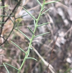 Daviesia genistifolia (Broom Bitter Pea) at Gundary, NSW - 5 Jul 2025 by JaneR