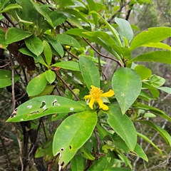 Unverified Plant at Evans Head, NSW - 6 Jul 2025 by MatthewFrawley