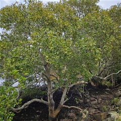 Avicennia marina subsp. australasica (Grey Mangrove) at Evans Head, NSW - 6 Jul 2025 by MatthewFrawley