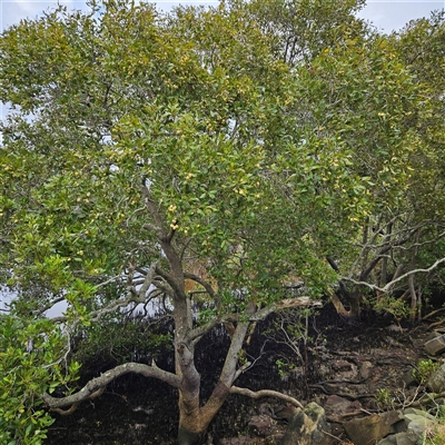 Avicennia marina subsp. australasica (Grey Mangrove) at Evans Head, NSW - 6 Jul 2025 by MatthewFrawley
