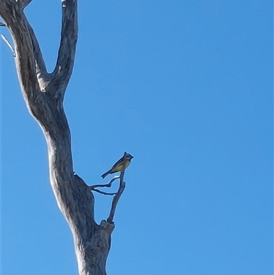 Falcunculus frontatus at Wirlinga, NSW - 5 Jul 2025 by RobCook