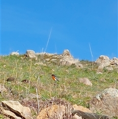 Petroica phoenicea (Flame Robin) at Wirlinga, NSW - 5 Jul 2025 by RobCook