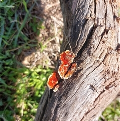 Unverified Fungus at Wirlinga, NSW - 5 Jul 2025 by RobCook