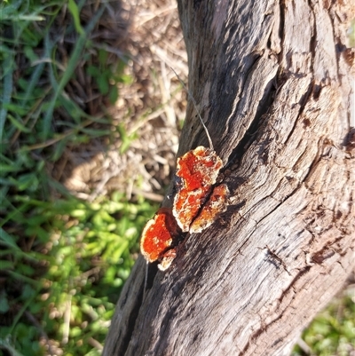 Unverified Fungus at Wirlinga, NSW - 5 Jul 2025 by RobCook
