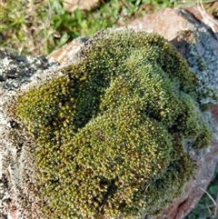 Unverified Lichen, Mosses, Liverworts & Horworts or other Bryophyte at Wirlinga, NSW - 5 Jul 2025 by RobCook