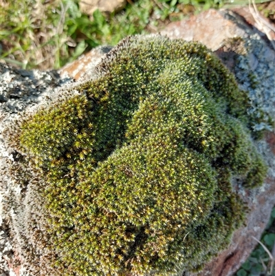 Unverified Lichen, Mosses, Liverworts & Horworts or other Bryophyte at Wirlinga, NSW - 5 Jul 2025 by RobCook