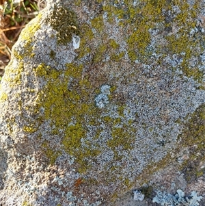 Unverified Lichen, Mosses, Liverworts & Horworts or other Bryophyte at Wirlinga, NSW - Yesterday by RobCook
