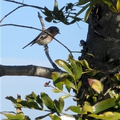 Petroica boodang at Mount Annan, NSW - Yesterday by MandyandScott