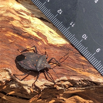 Poecilometis patruelis (Gum Tree Shield Bug) at Crowther, NSW - Yesterday by Frecko