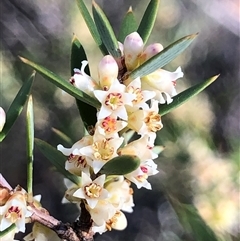Monotoca scoparia (Broom Heath) at Crowther, NSW - Yesterday by Frecko