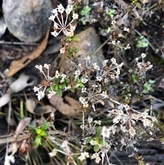 Pomax umbellata (A Pomax) at Crowther, NSW - Yesterday by Frecko