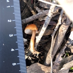 Mycena sp. (genus) at Crowther, NSW - Today by Frecko