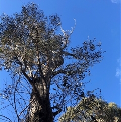 Eucalyptus macrorhyncha (Red Stringybark) at Crowther, NSW - Yesterday by Frecko