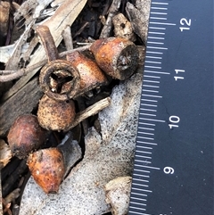 Eucalyptus goniocalyx (Bundy Box) at Crowther, NSW - Yesterday by Frecko