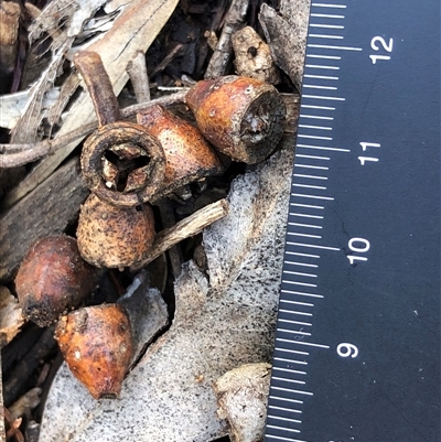 Eucalyptus goniocalyx (Bundy Box) at Crowther, NSW - Yesterday by Frecko